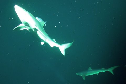 This image shows two Blue Sharks, photographed by ROV Isis during its journey to and from the seabed.